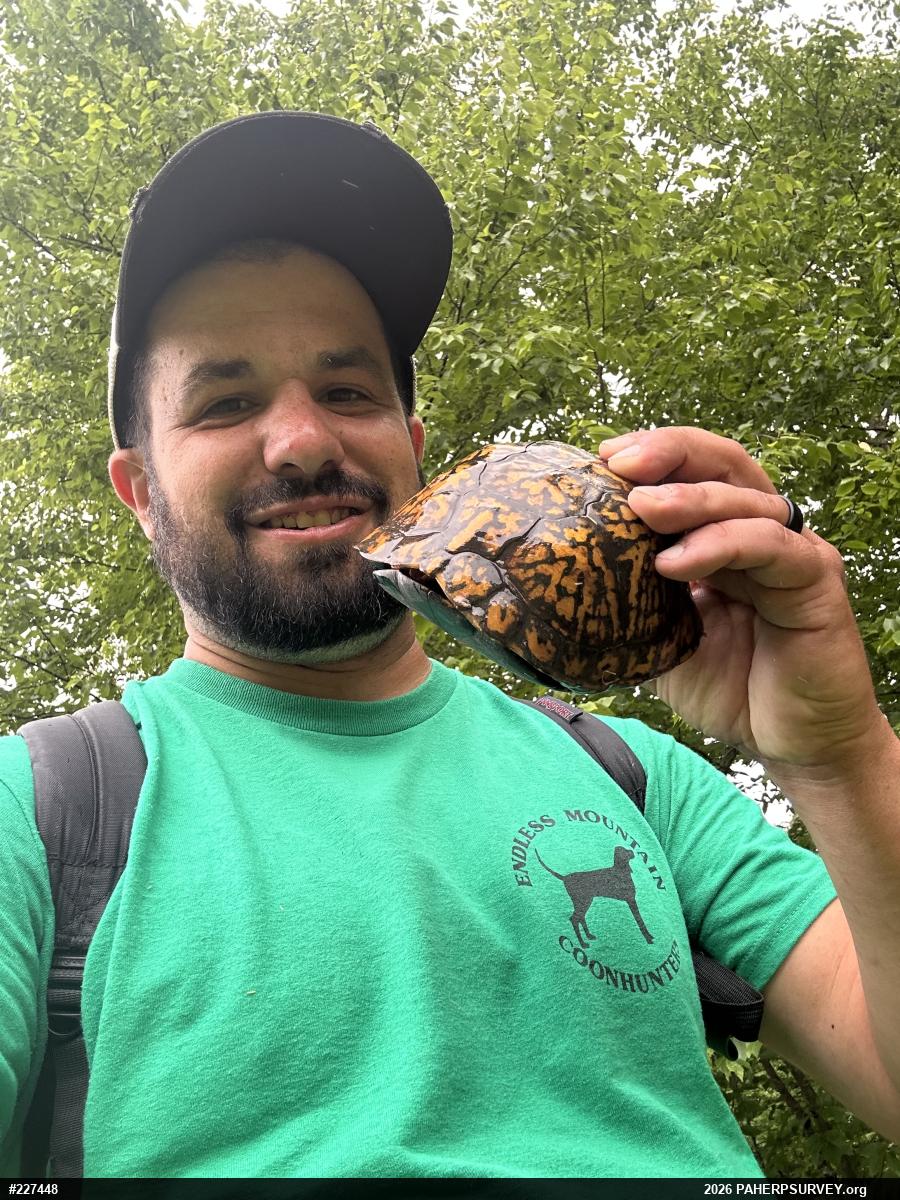 Eastern Box Turtle