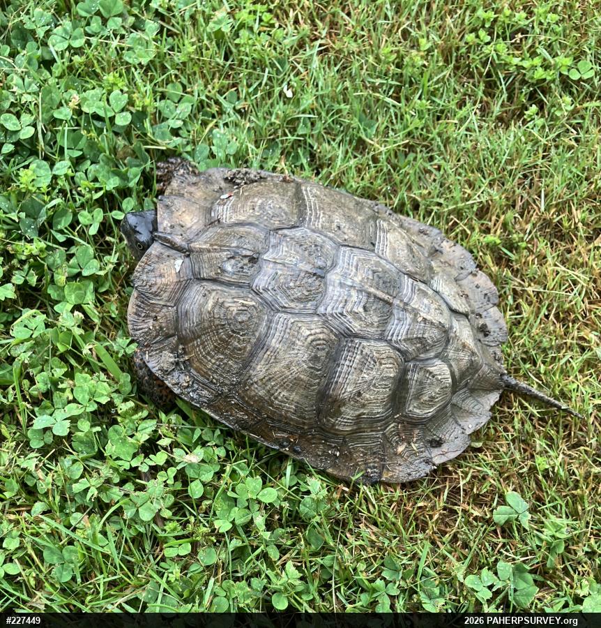 Wood Turtle