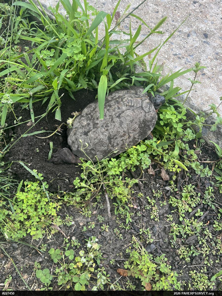 Wood Turtle