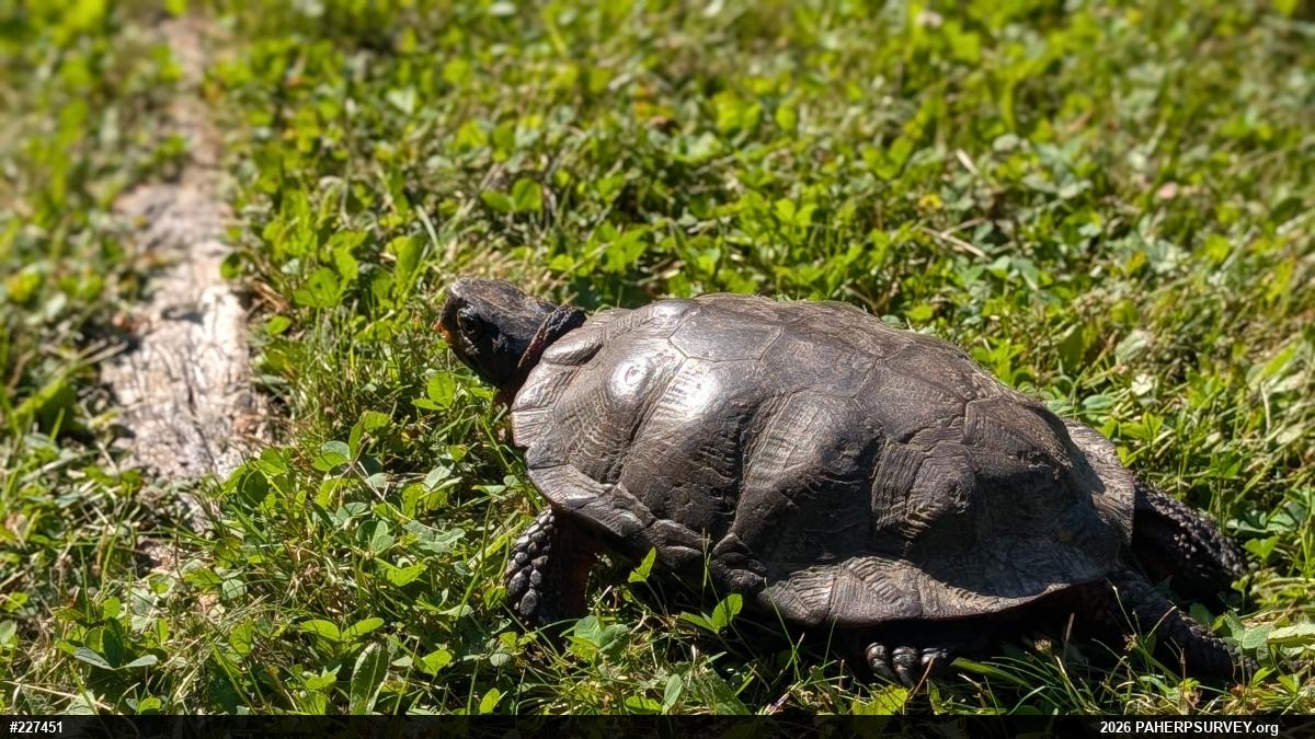 Wood Turtle