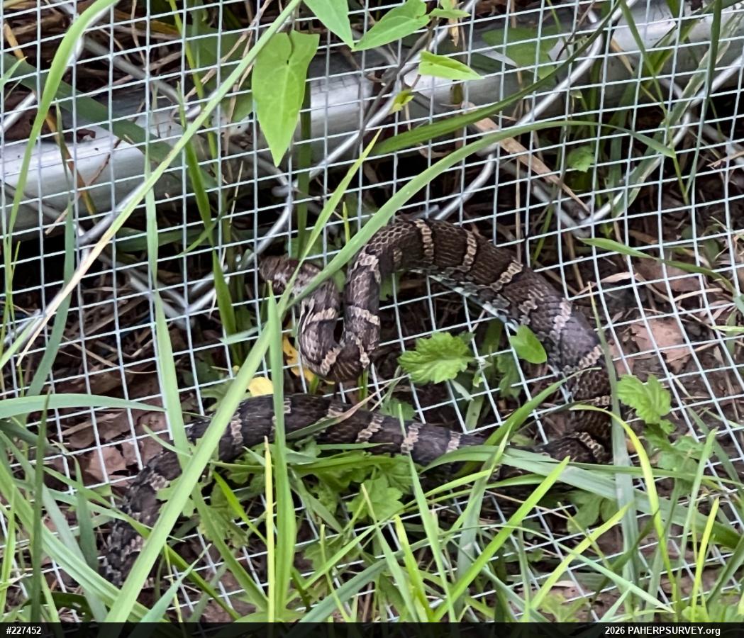 Eastern Milksnake