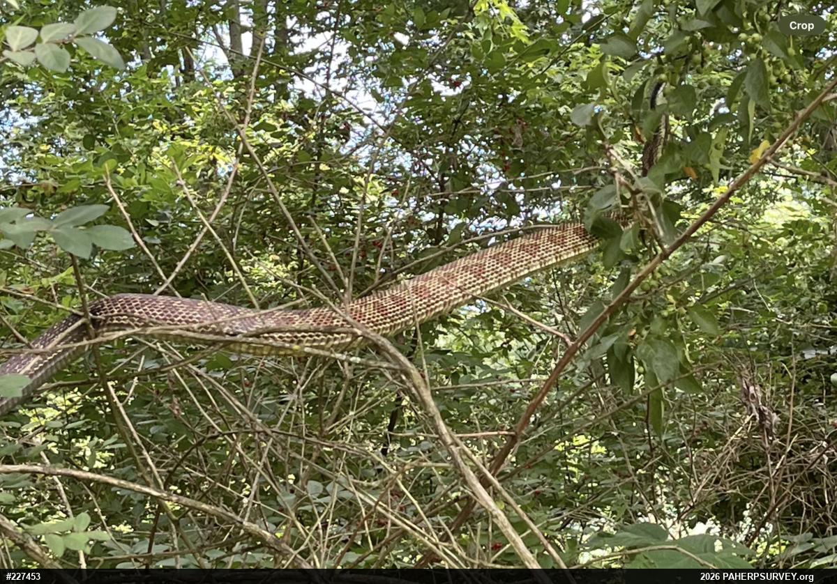 Eastern Ratsnake