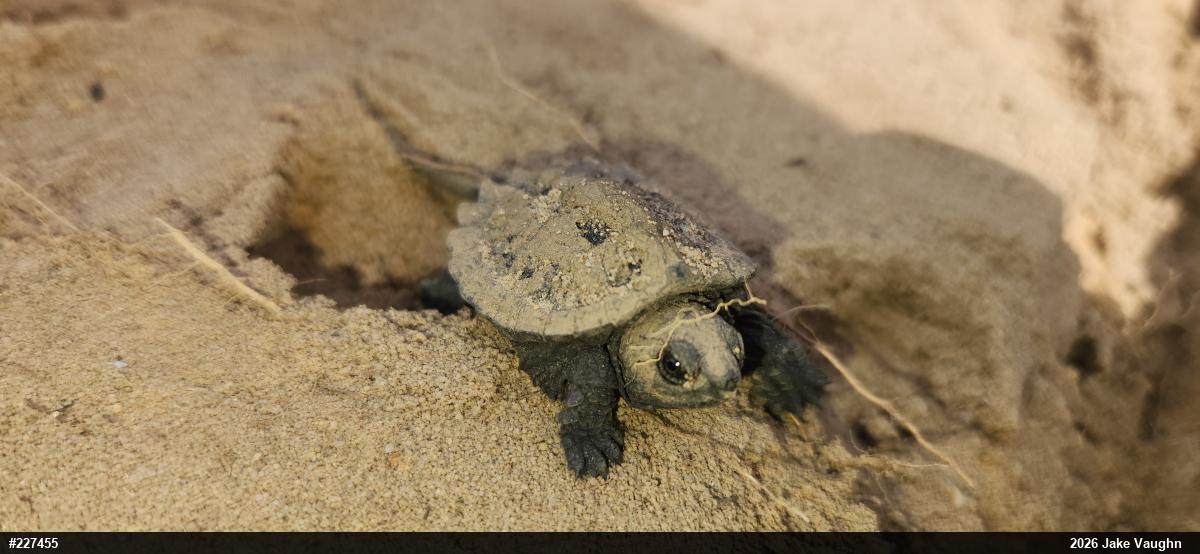 Snapping Turtle