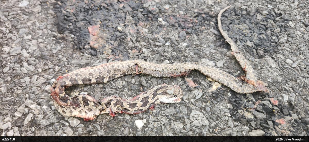 Eastern Ratsnake