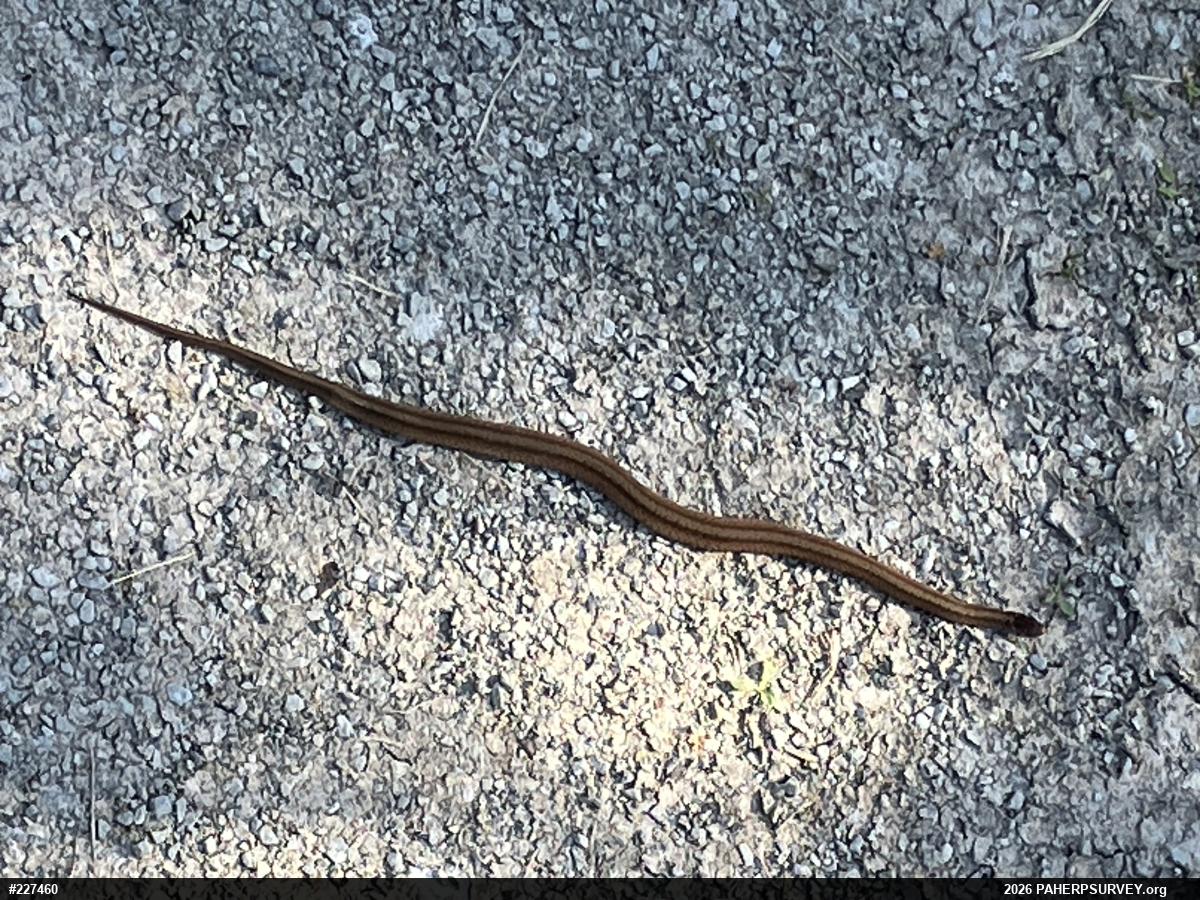 Dekay's Brownsnake