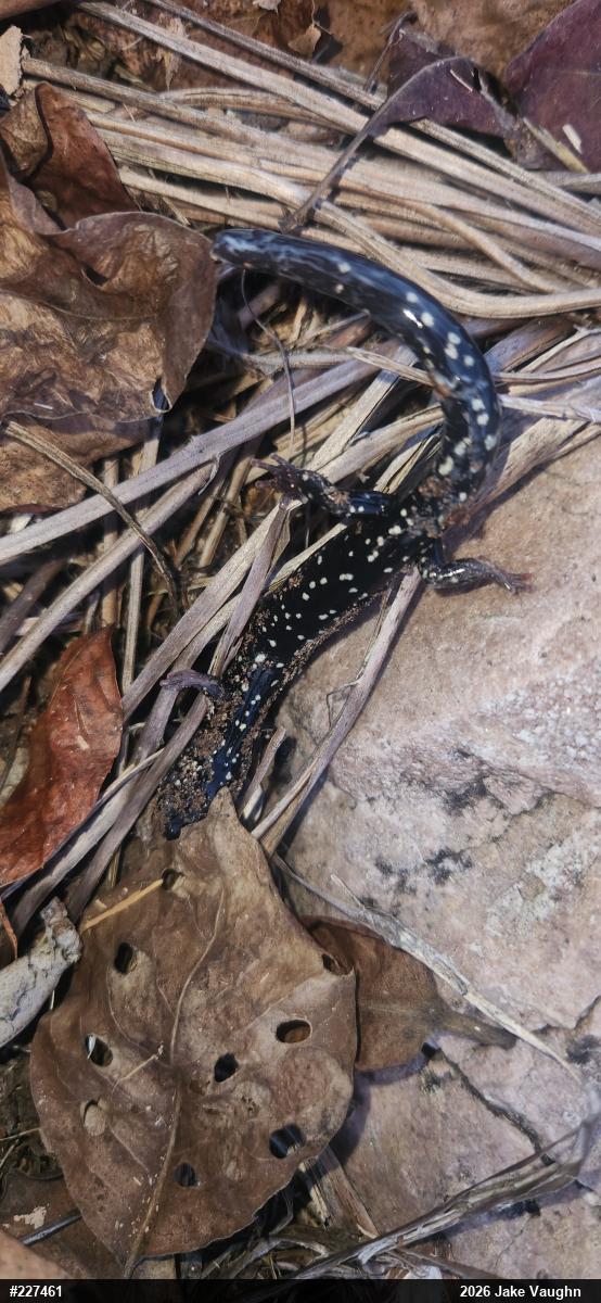 Northern Slimy Salamander