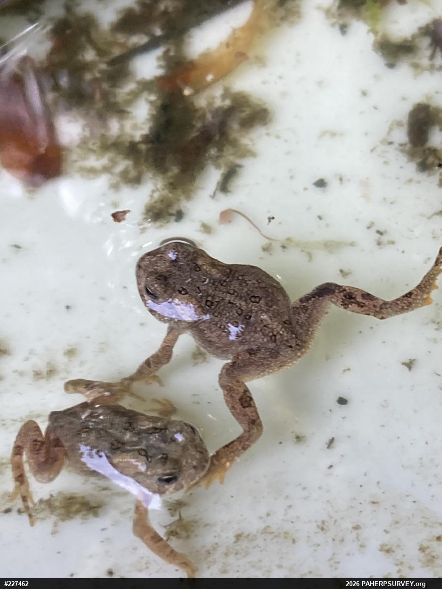 Eastern American Toad