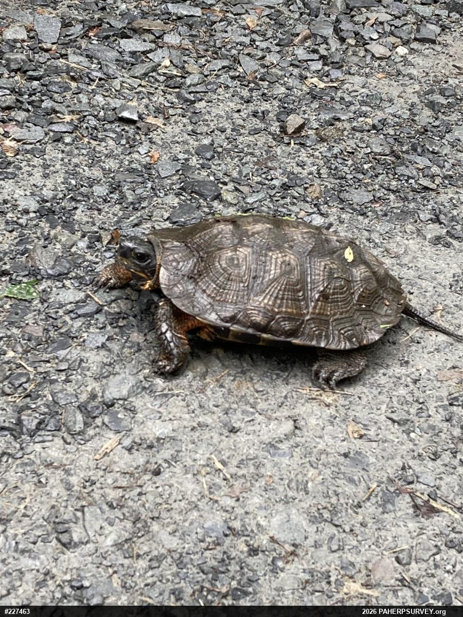 Wood Turtle