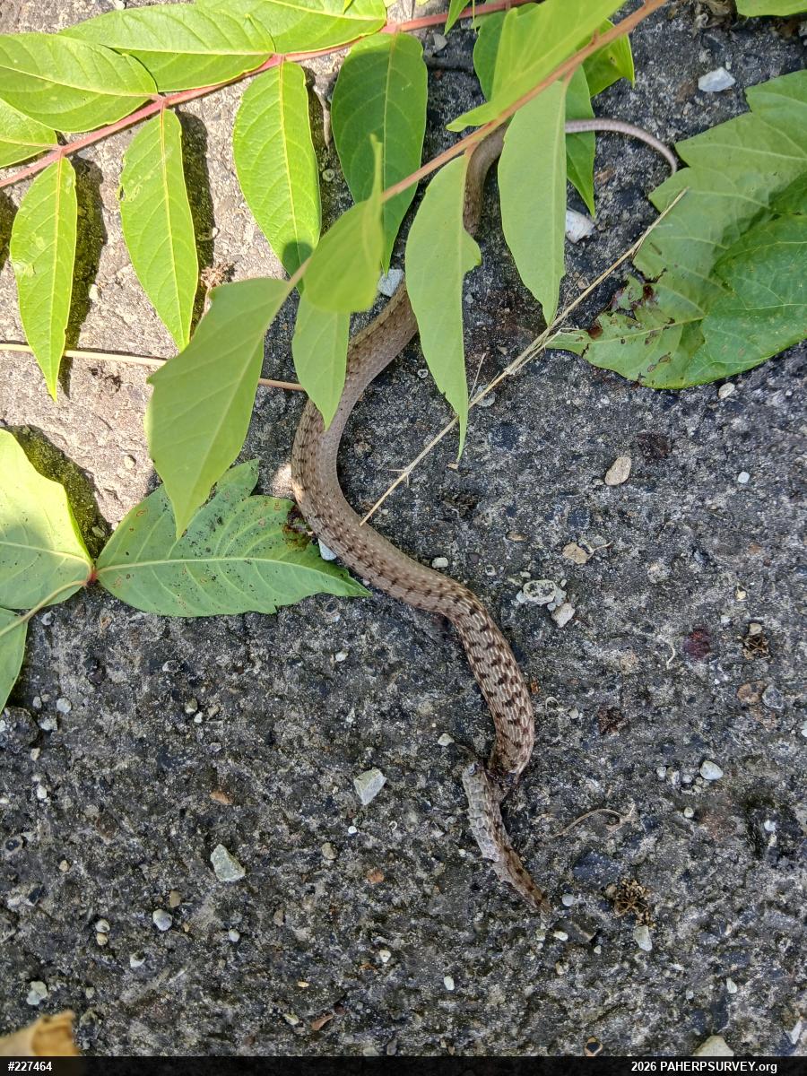 Dekay's Brownsnake