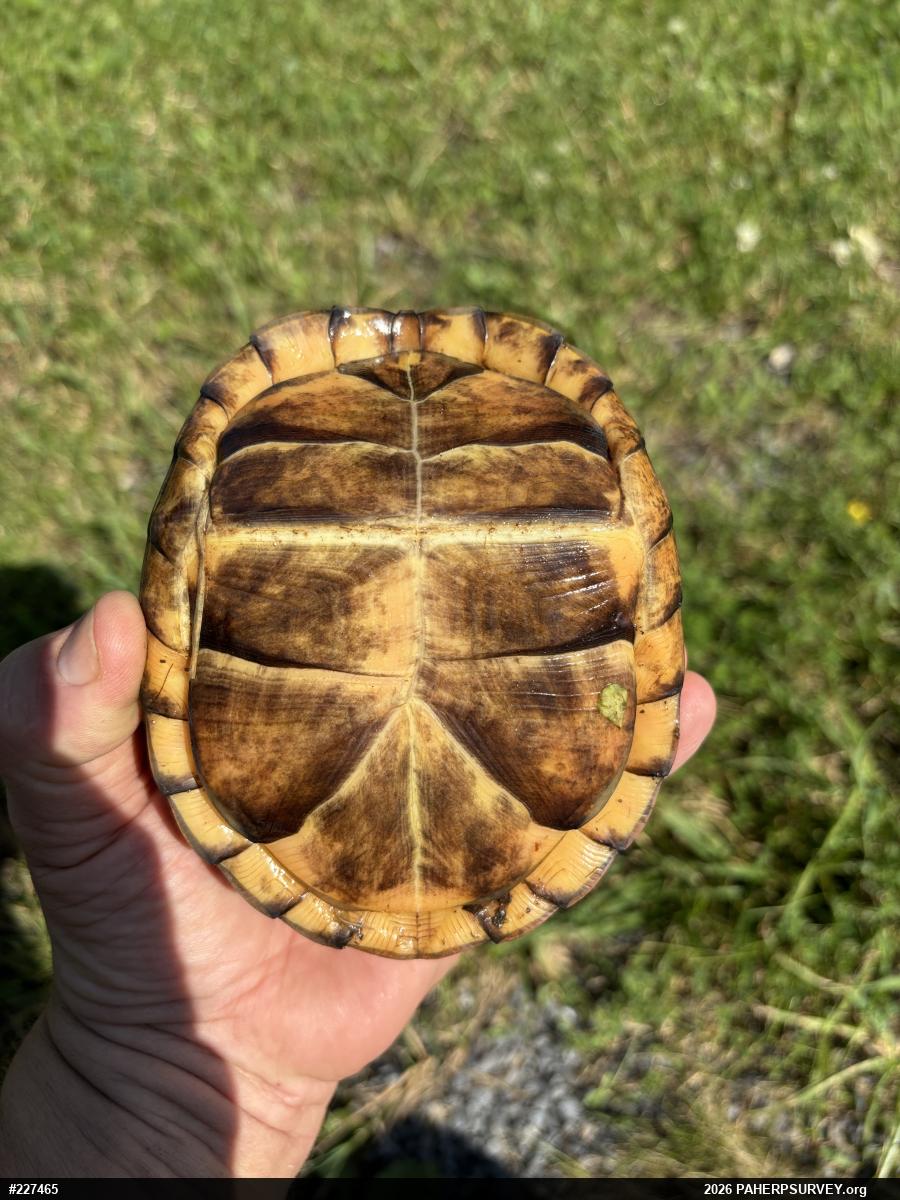Eastern Box Turtle
