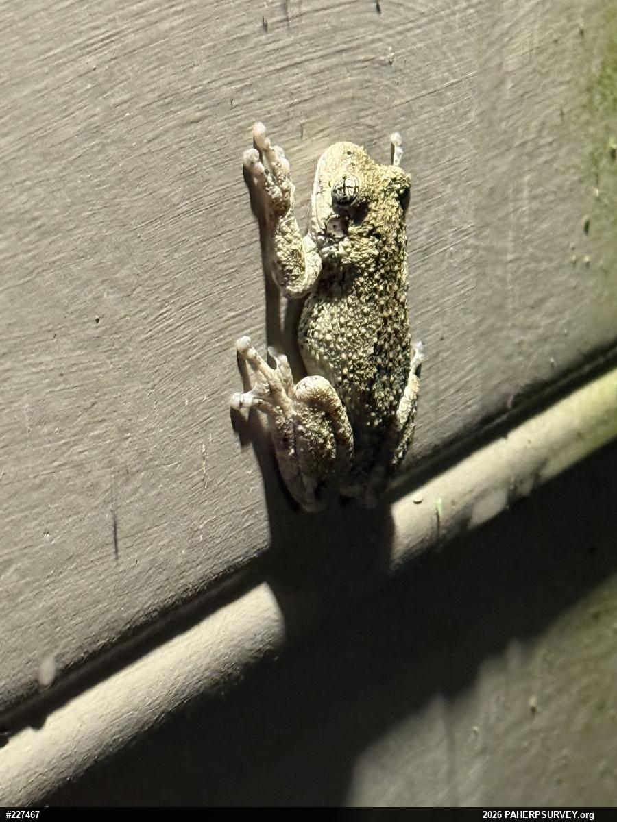 Unknown Gray Treefrog
