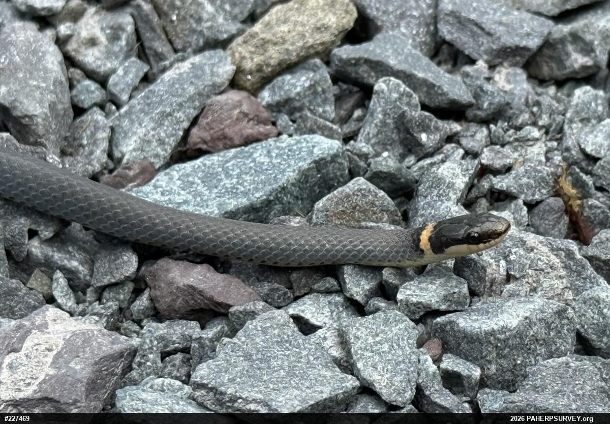 Northern Ring-necked Snake