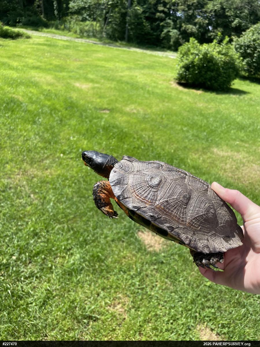Wood Turtle