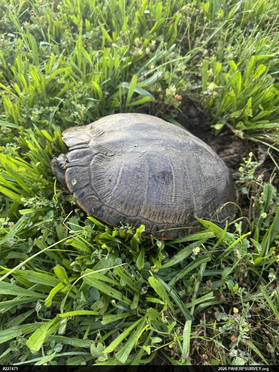 Pond Slider