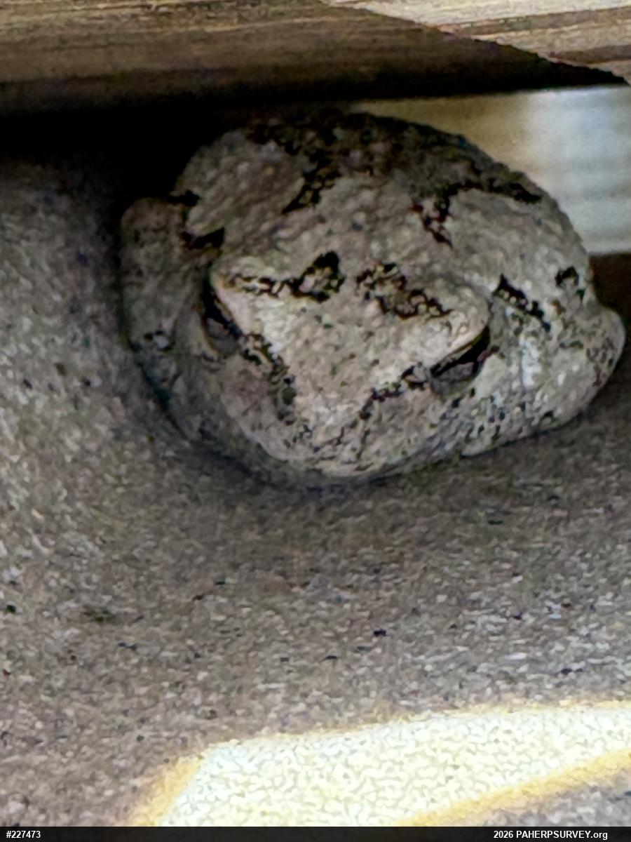 Unknown Gray Treefrog