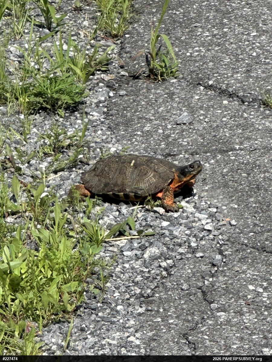 Wood Turtle