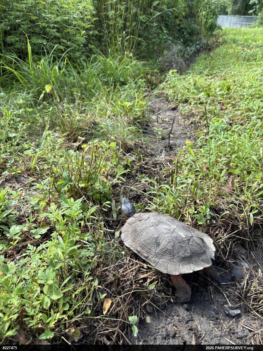 Wood Turtle