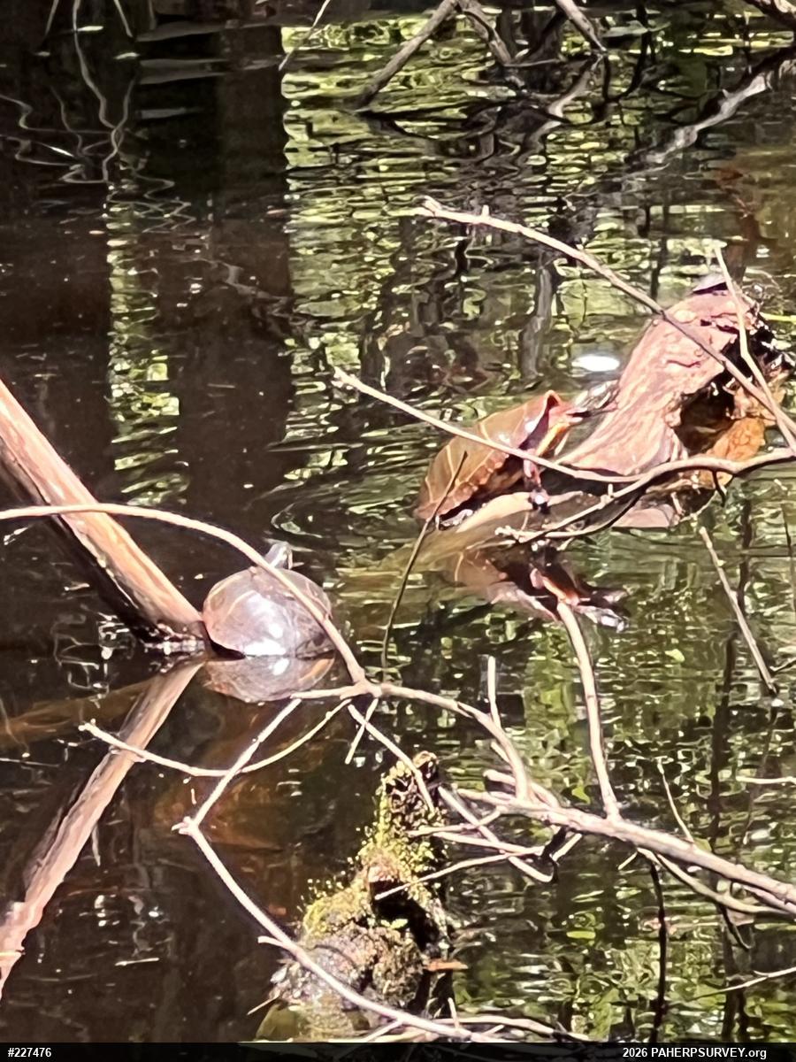 Painted Turtle