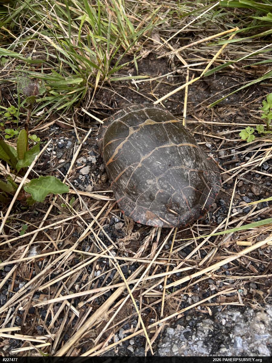 Painted Turtle