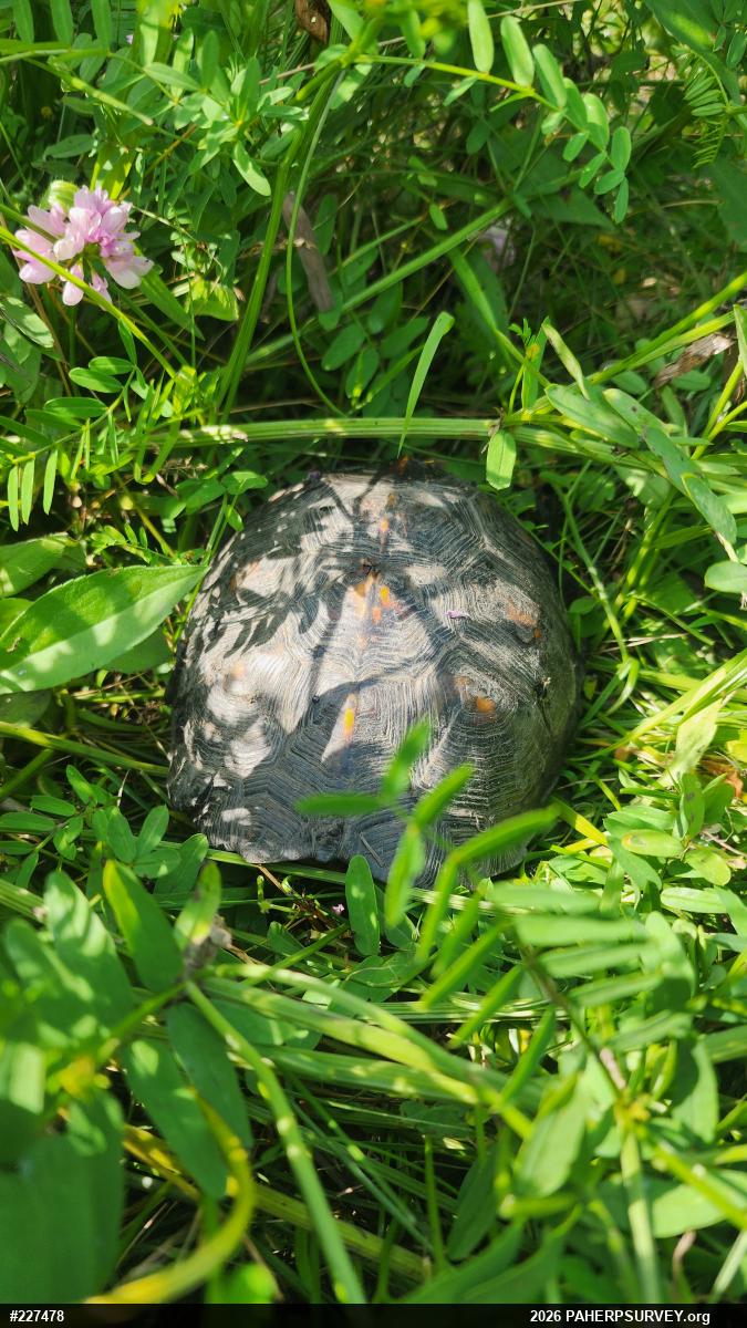 Eastern Box Turtle