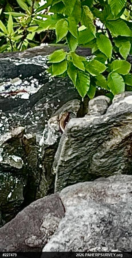 Northern Coal Skink
