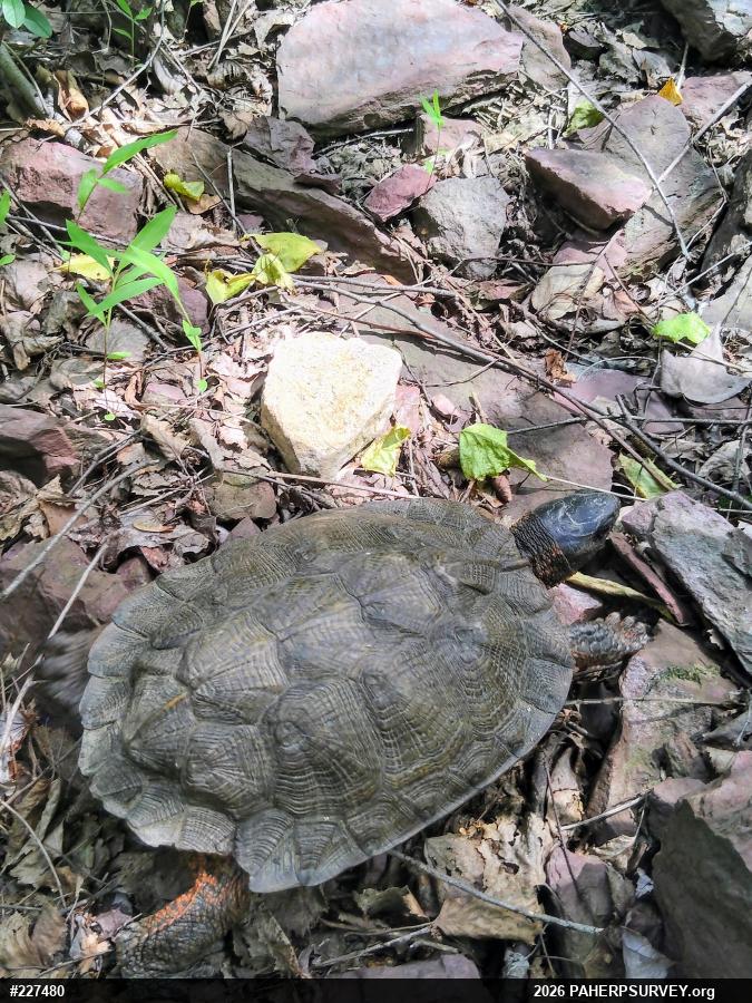 Wood Turtle