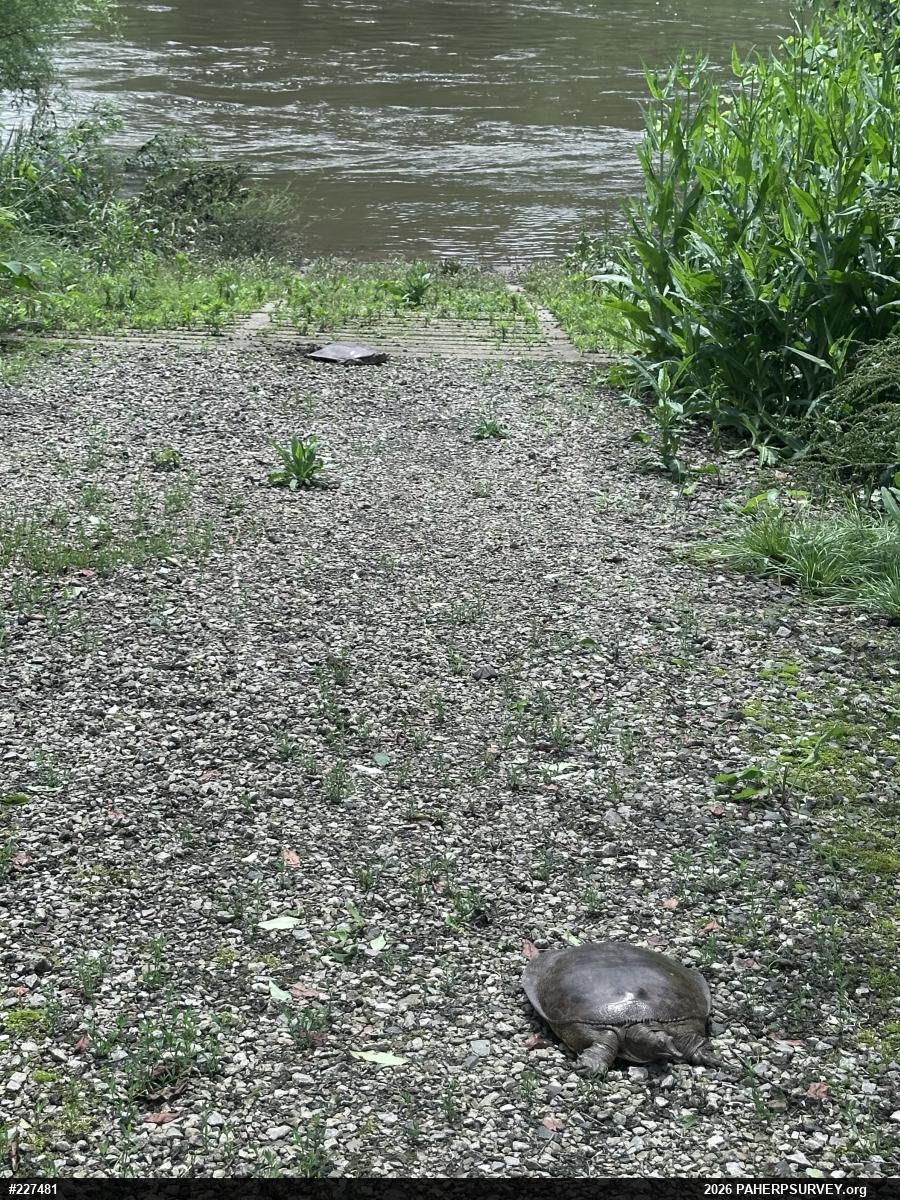 Eastern Spiny Softshell