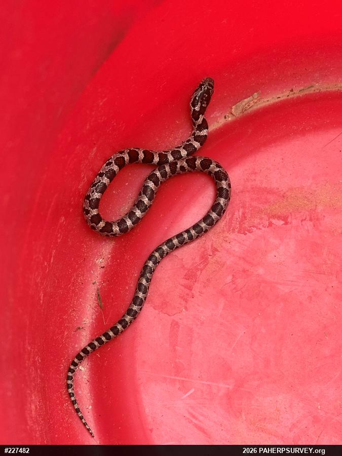 Eastern Milksnake