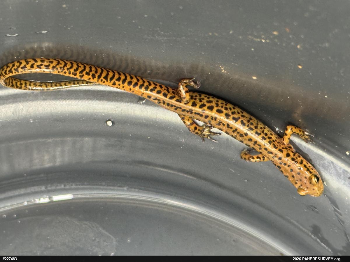 Eastern Long-tailed Salamander