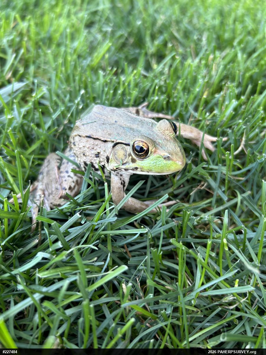 Green Frog