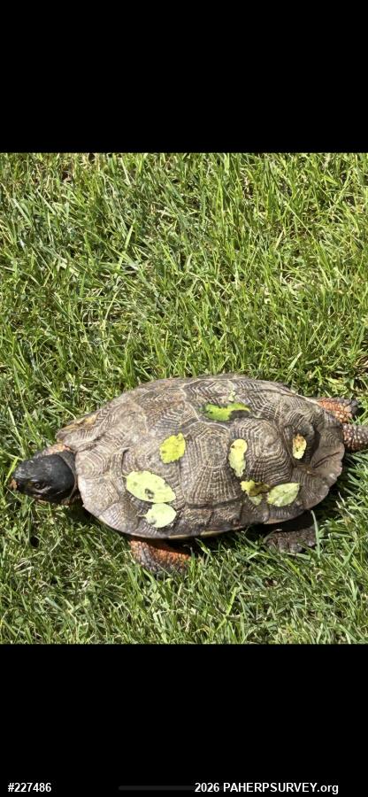Wood Turtle