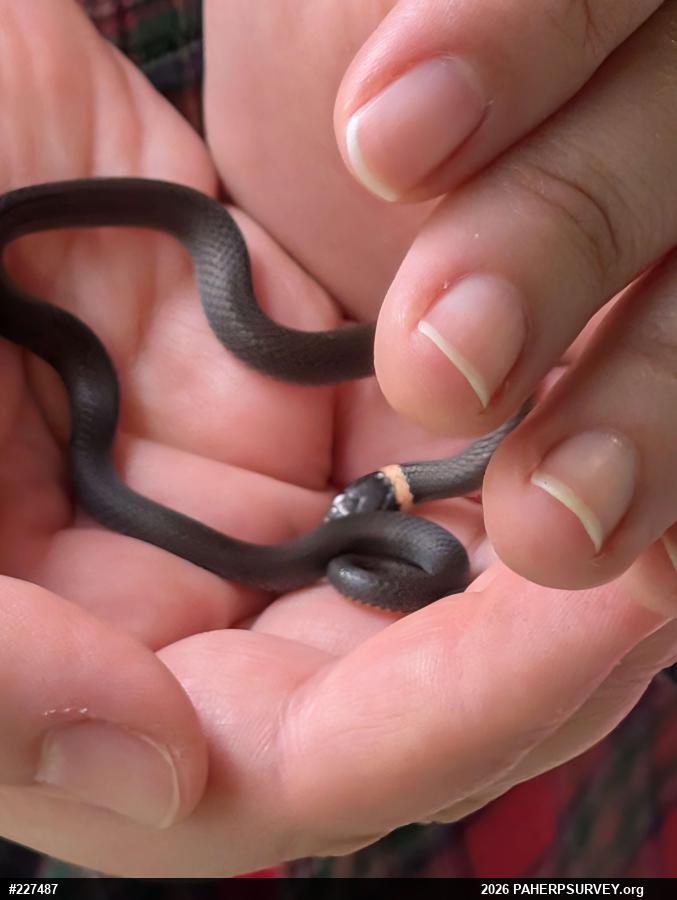 Northern Ring-necked Snake