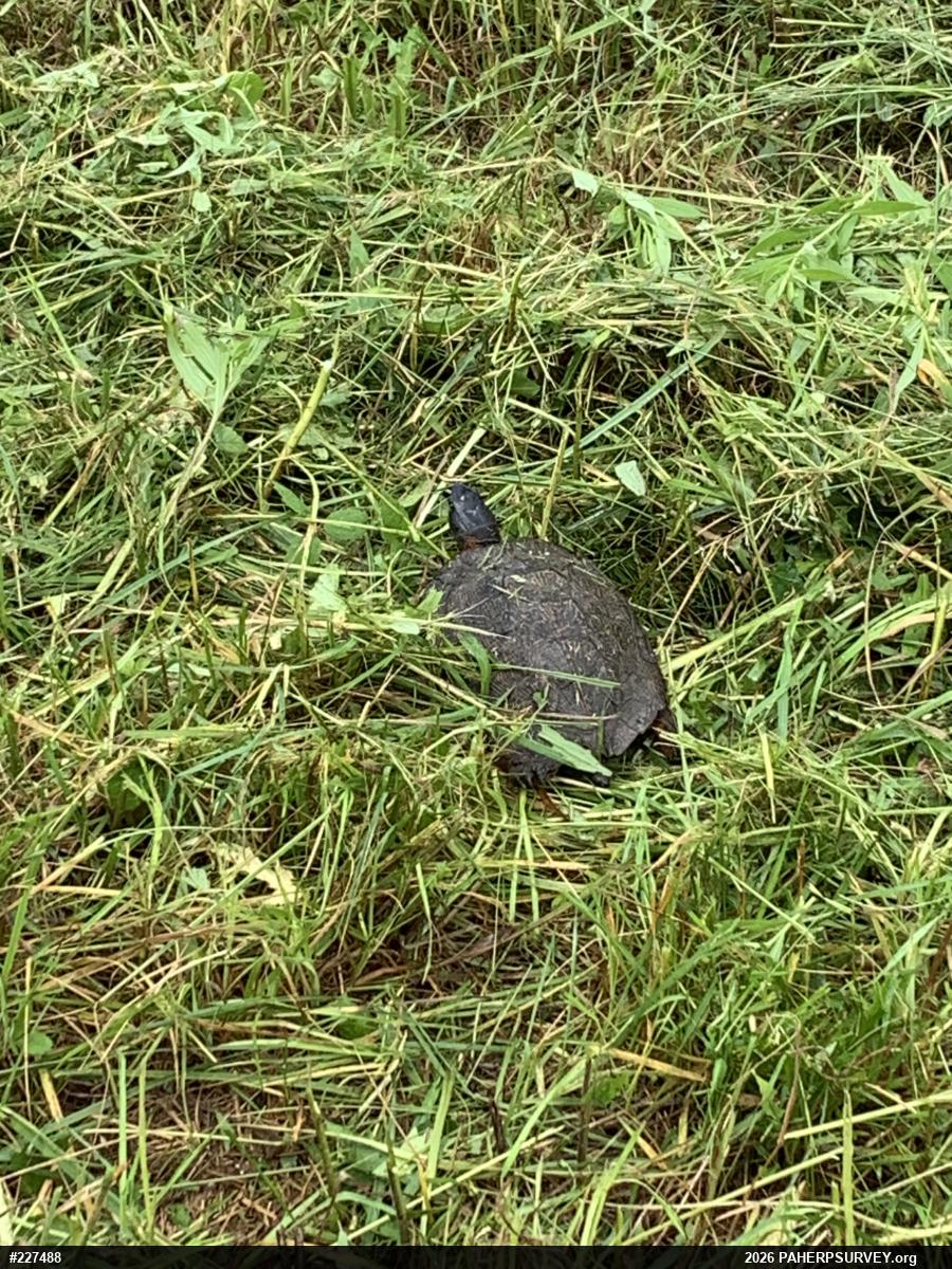Wood Turtle