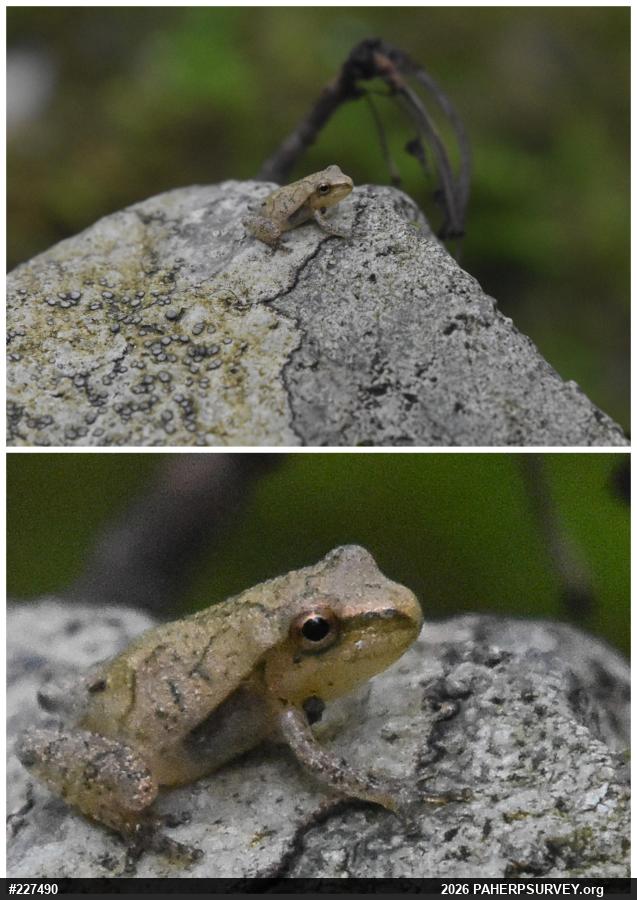 Spring Peeper