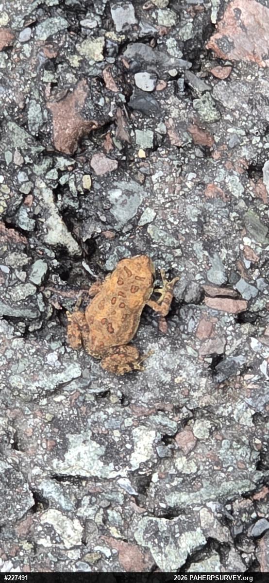 Eastern American Toad