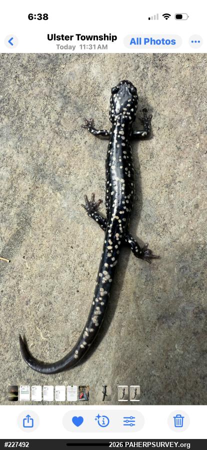 Northern Slimy Salamander