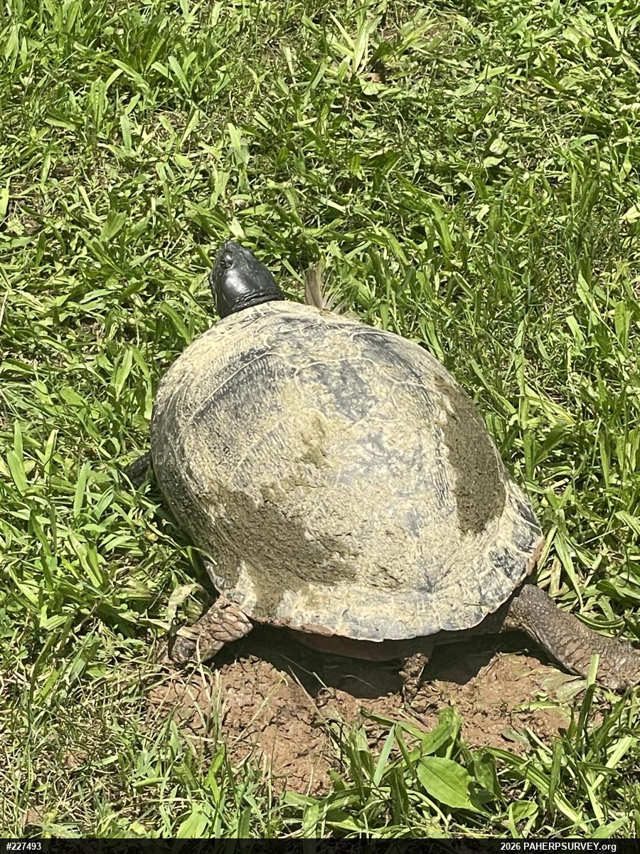 Pond Slider