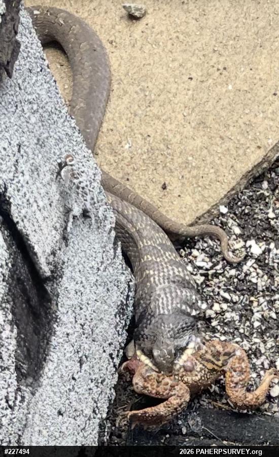 Eastern Hog-nosed Snake