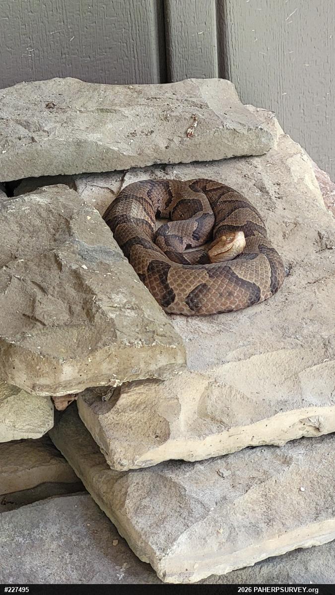 Northern Copperhead