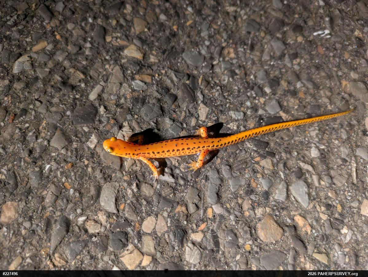 Eastern Long-tailed Salamander