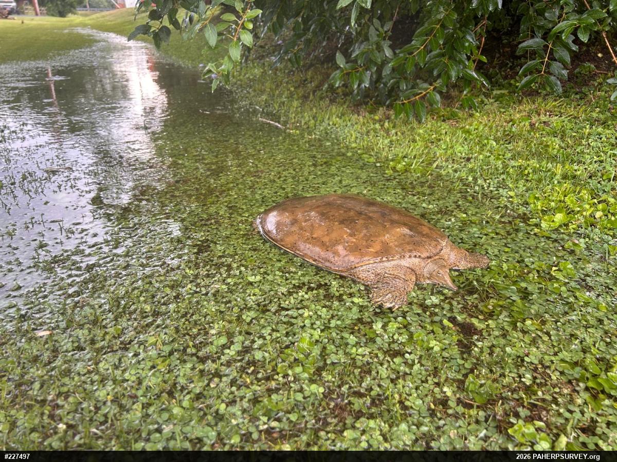 Eastern Spiny Softshell
