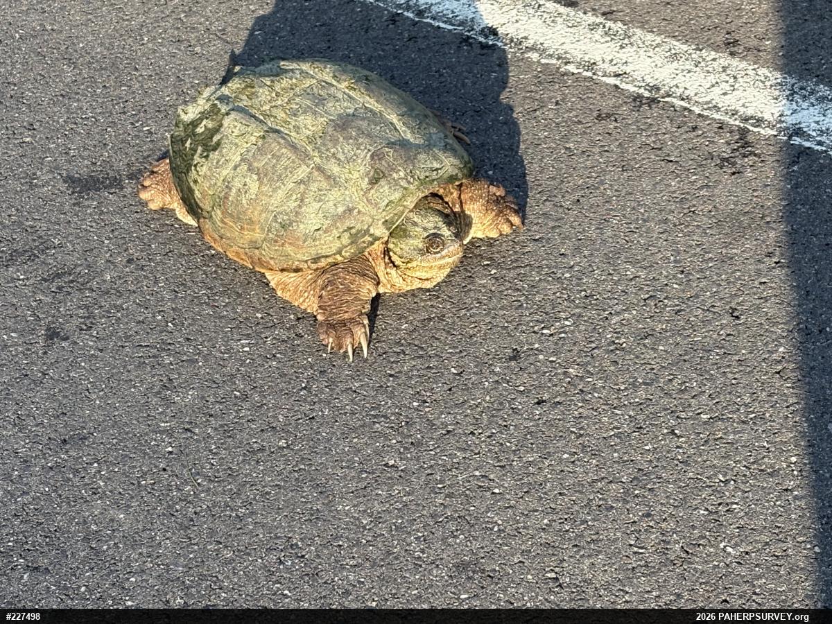 Snapping Turtle