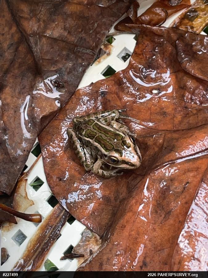 Pickerel Frog