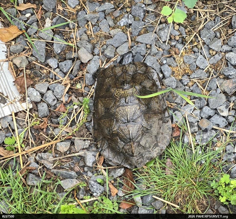 Wood Turtle