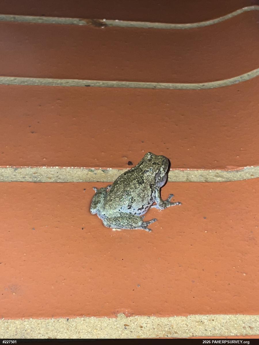Unknown Gray Treefrog