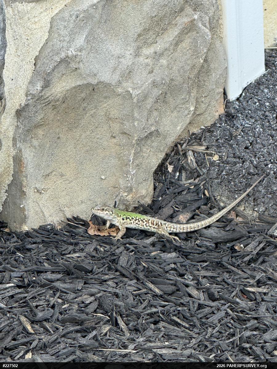 Italian Wall Lizard
