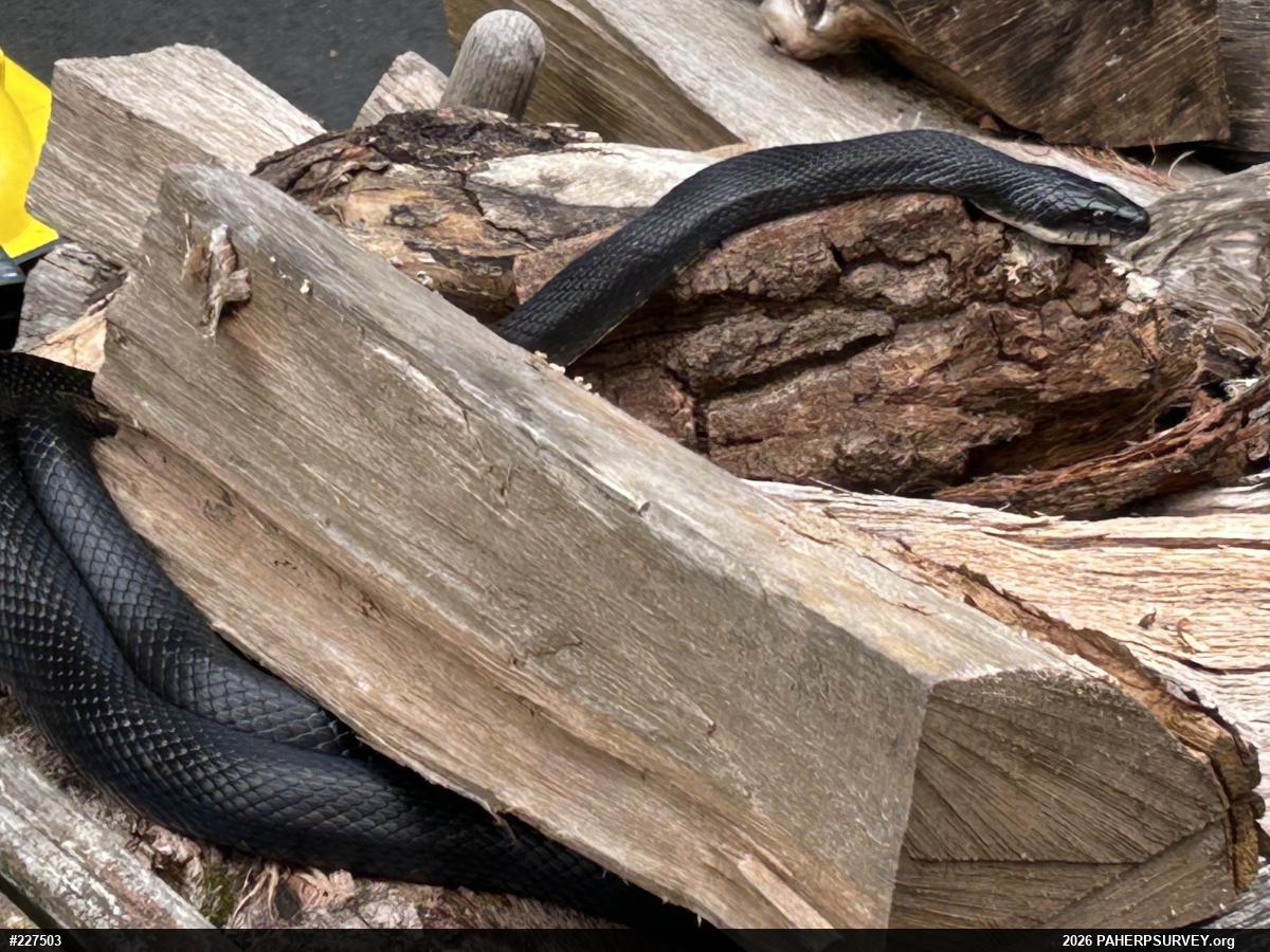 Eastern Ratsnake