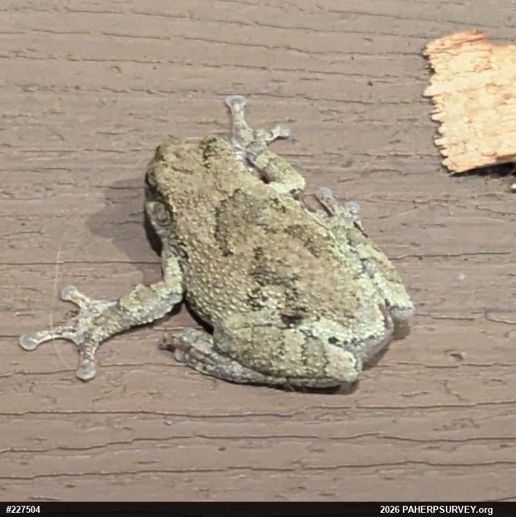 Unknown Gray Treefrog