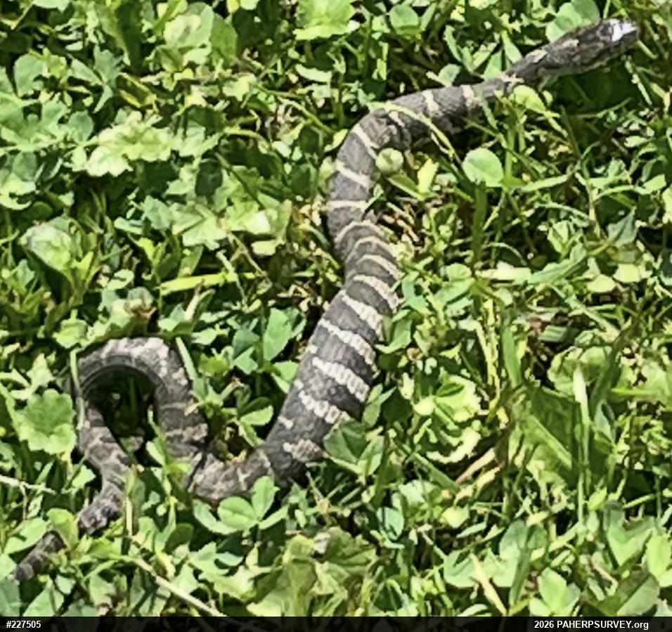Northern Watersnake