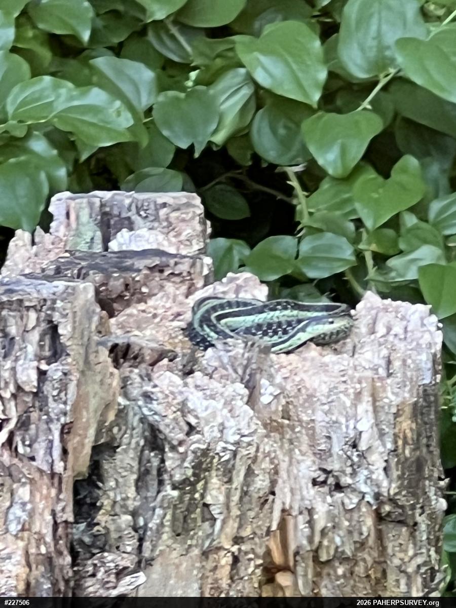 Eastern Gartersnake